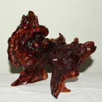 Raiz com 15cm de altura