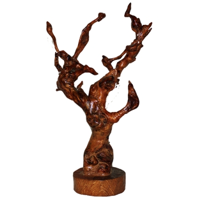 Raiz com 30cm de altura